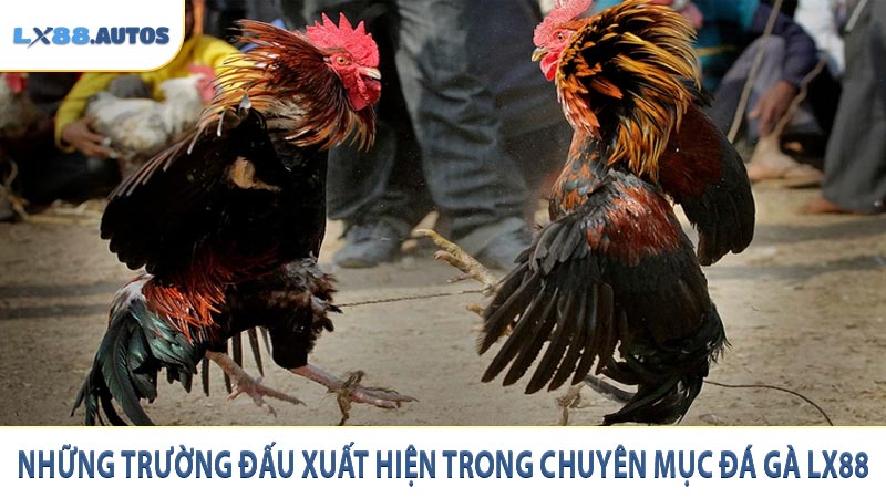 Những trường đấu xuất hiện trong chuyên mục đá gà LX88